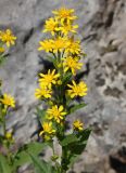 Solidago подвид lapponica