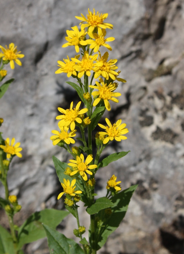 Image of Solidago virgaurea ssp. lapponica specimen.