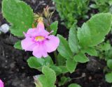 Incarvillea delavayi