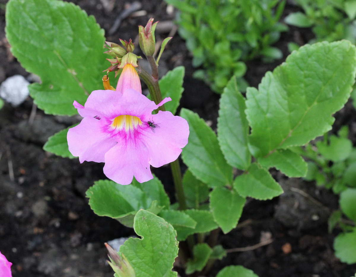 Изображение особи Incarvillea delavayi.