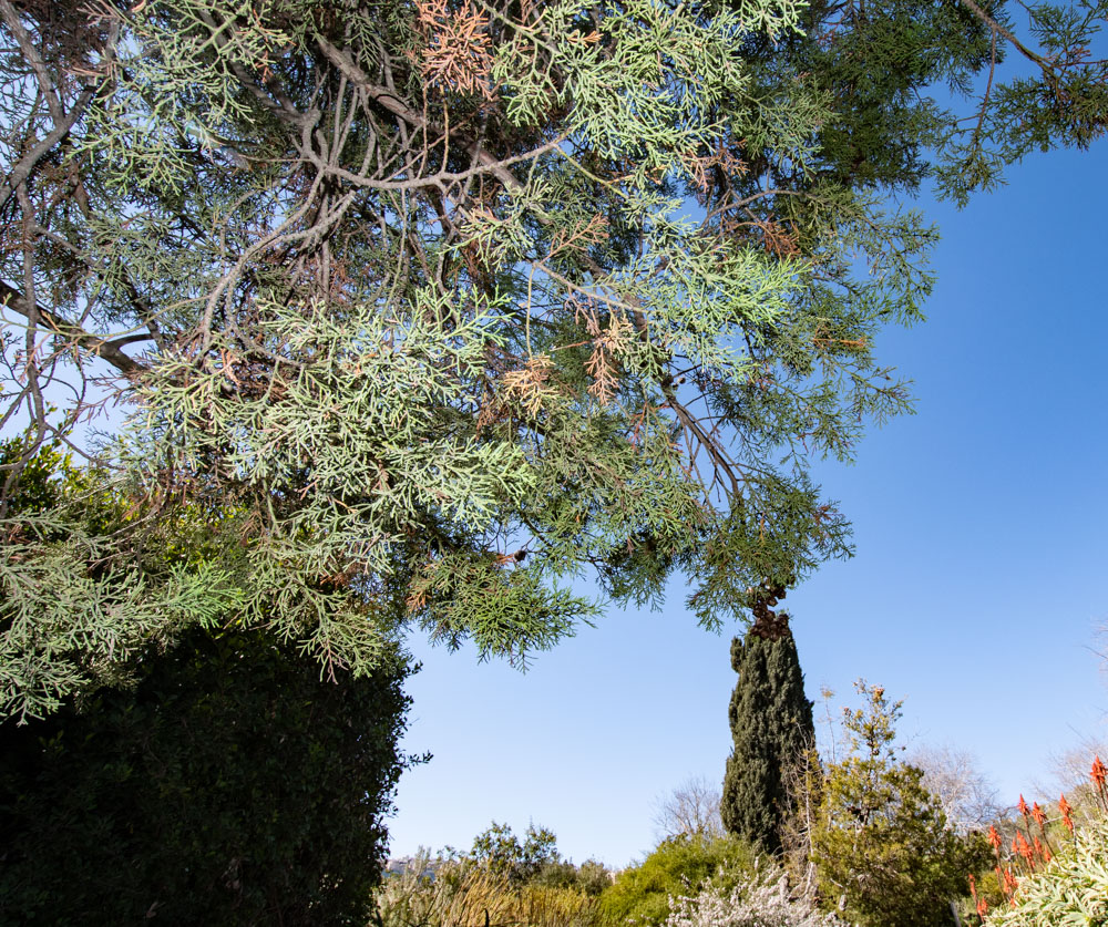 Image of Widdringtonia nodiflora specimen.