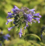 Nepeta grandiflora