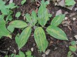 Polygonatum glaberrimum