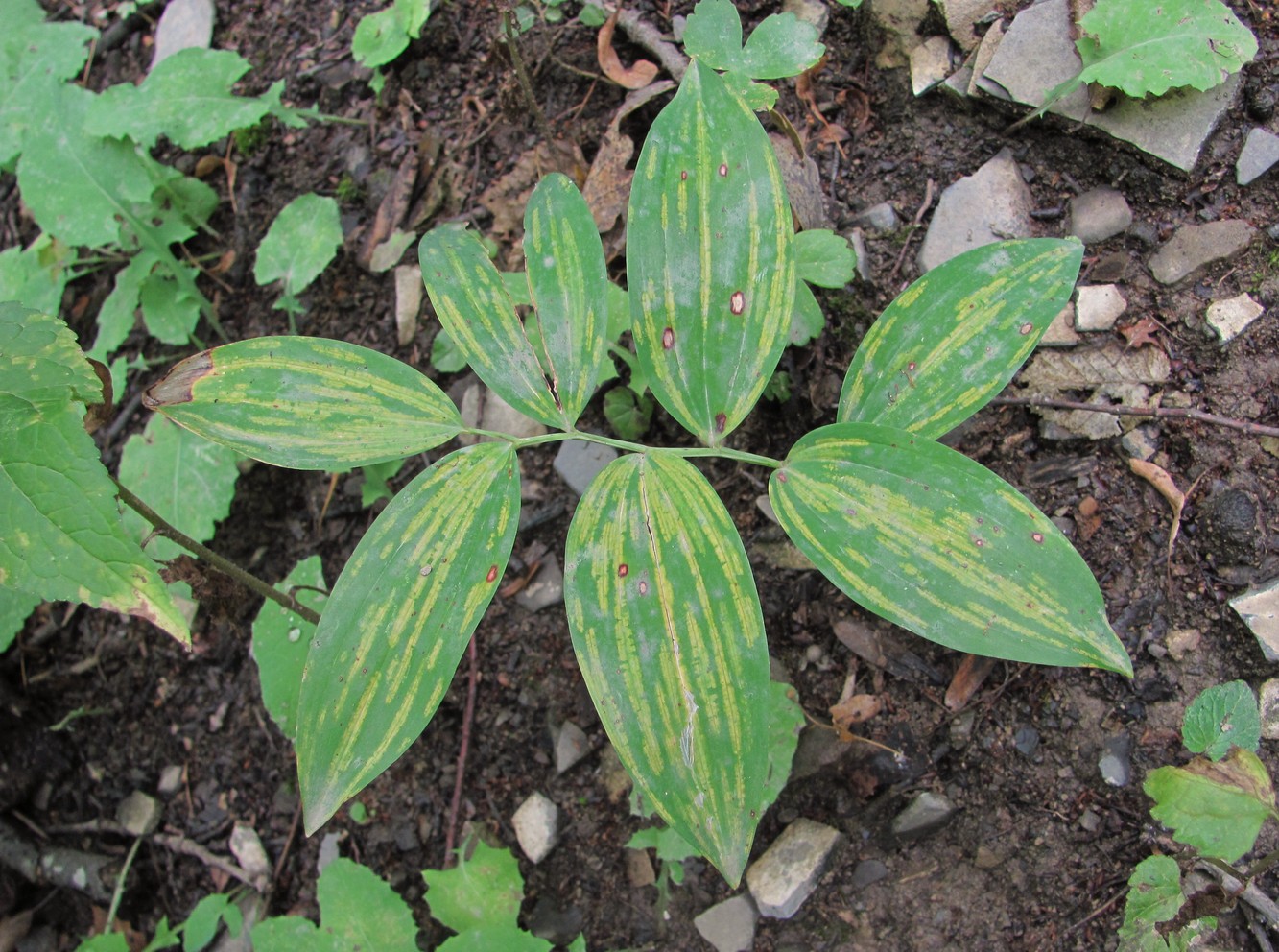 Изображение особи Polygonatum glaberrimum.