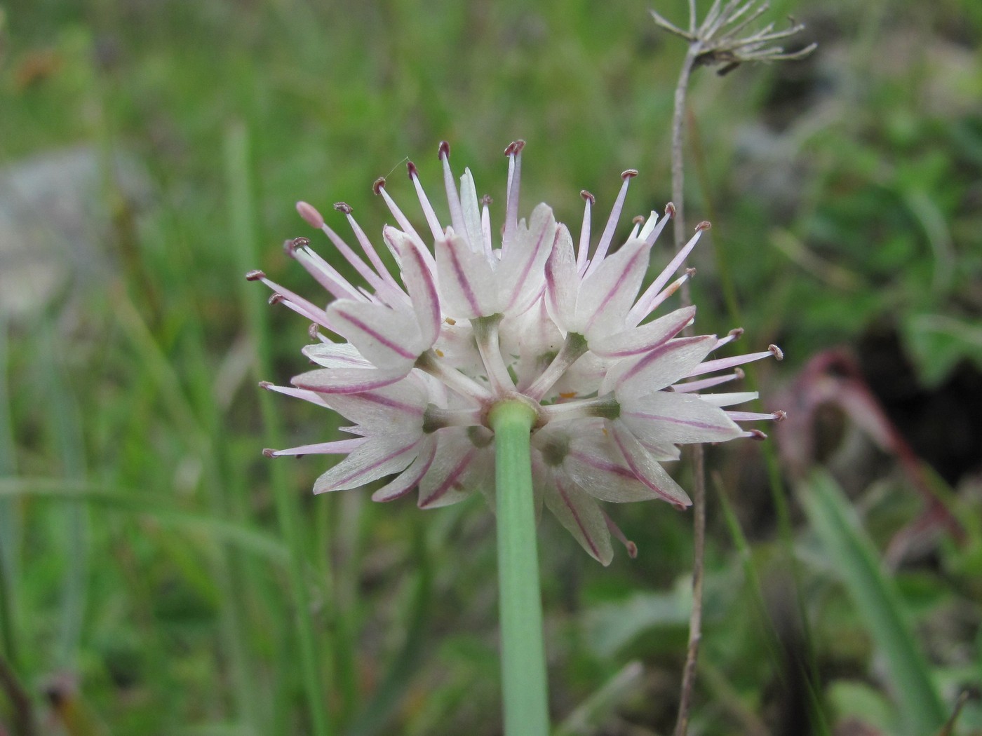 Изображение особи Allium pseudostrictum.