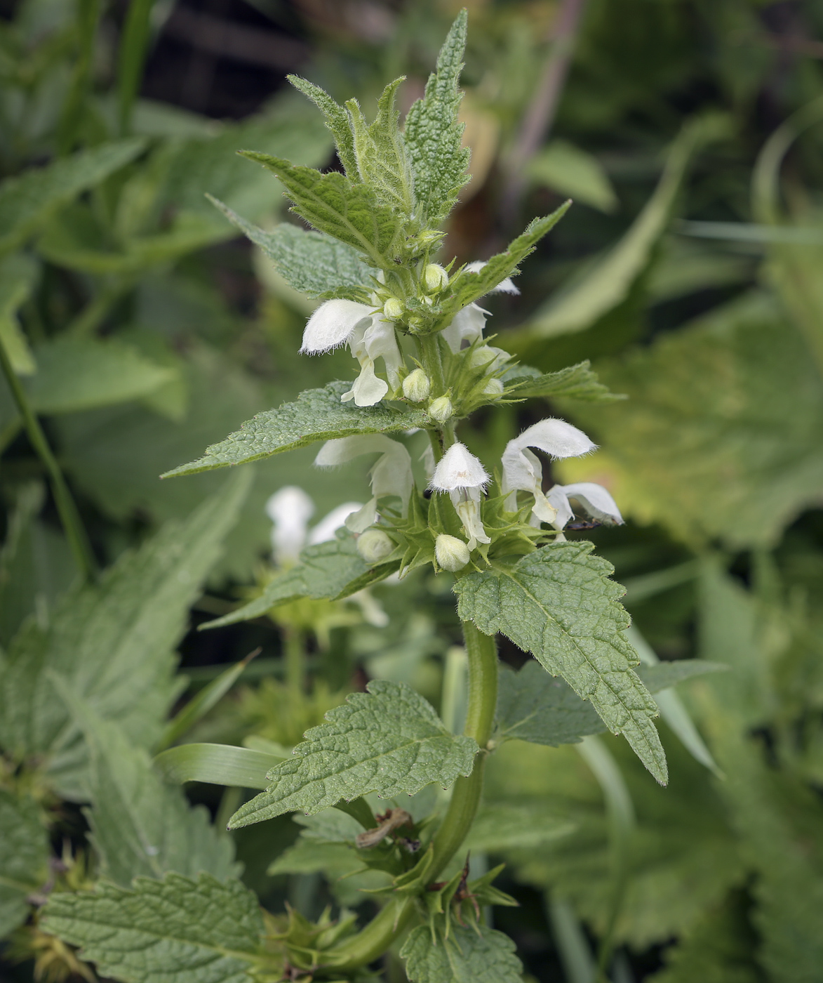 Image of Lamium album specimen.