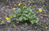Ficaria verna