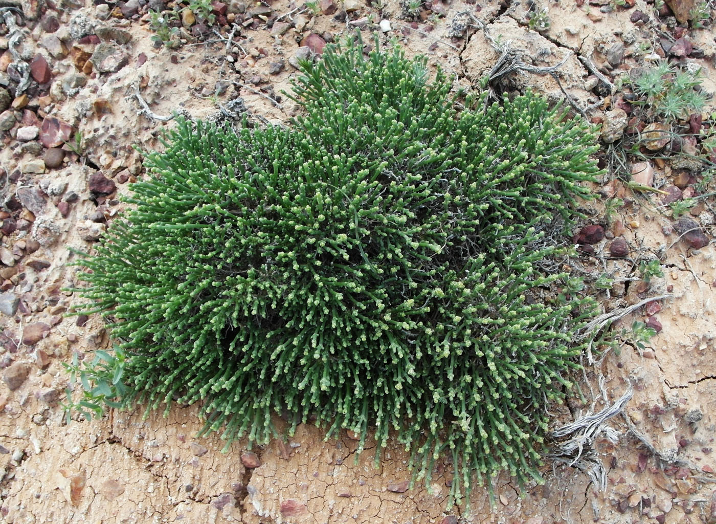 Image of Anabasis salsa specimen.