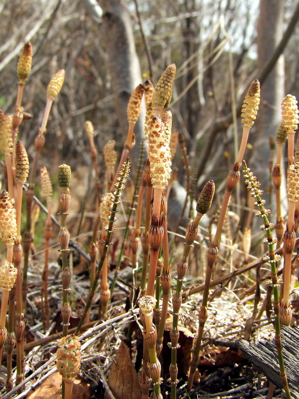 Image of Equisetum pratense specimen.