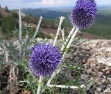Echinops ruthenicus