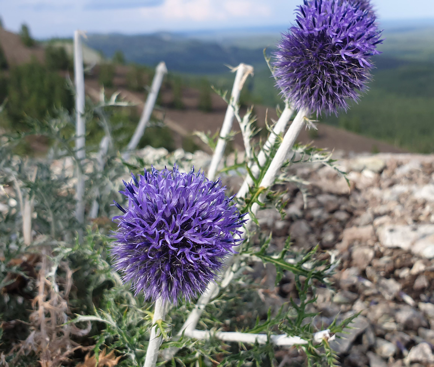 Изображение особи Echinops crispus.