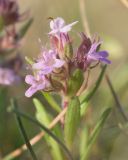 Thymus elenevskyi. Соцветие. Краснодарский край, м/о город-герой Новороссийск, водосборная зона Суджукской лагуны, степное сообщество на прибрежном обрыве. 15.06.2022.