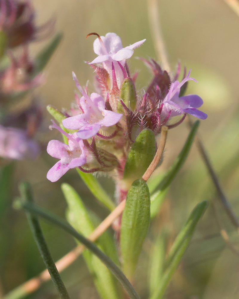 Image of Thymus elenevskyi specimen.