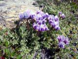 Oxytropis platysema