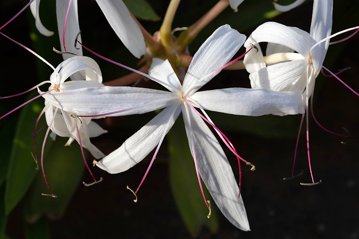 Изображение особи род Crinum.