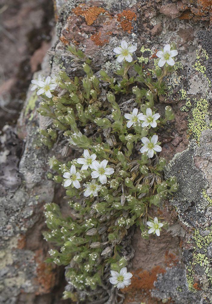 Image of Minuartia inamoena specimen.