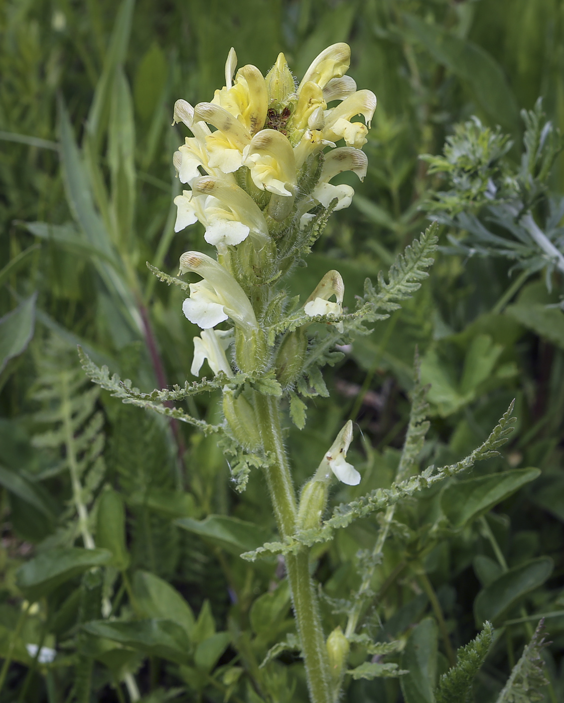 Image of Pedicularis kaufmannii specimen.