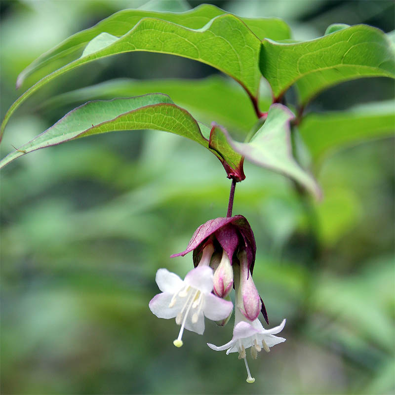 Изображение особи Leycesteria formosa.