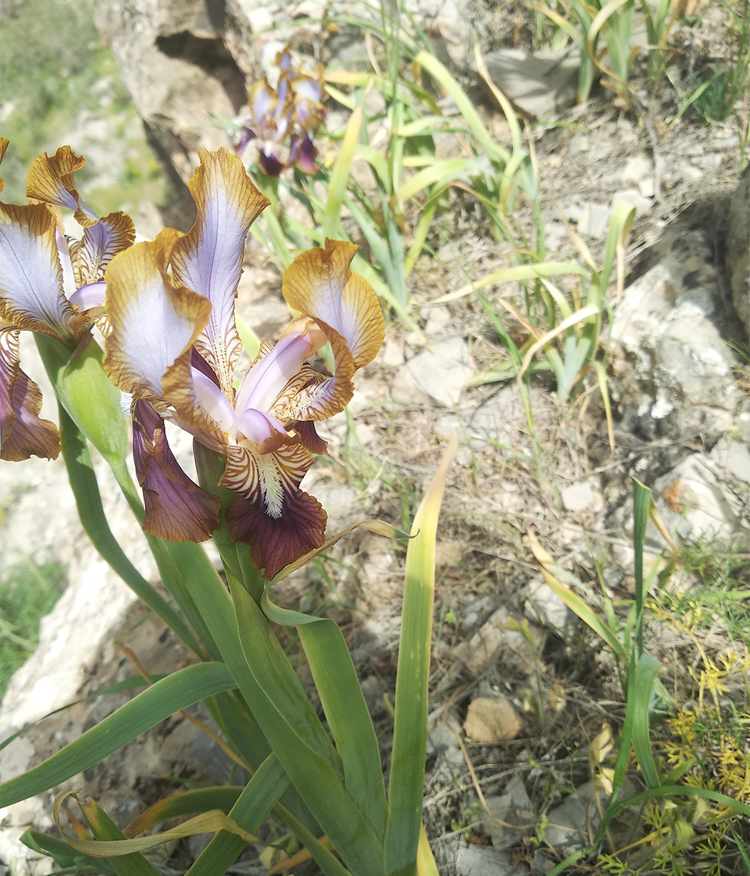 Image of Iris stolonifera specimen.