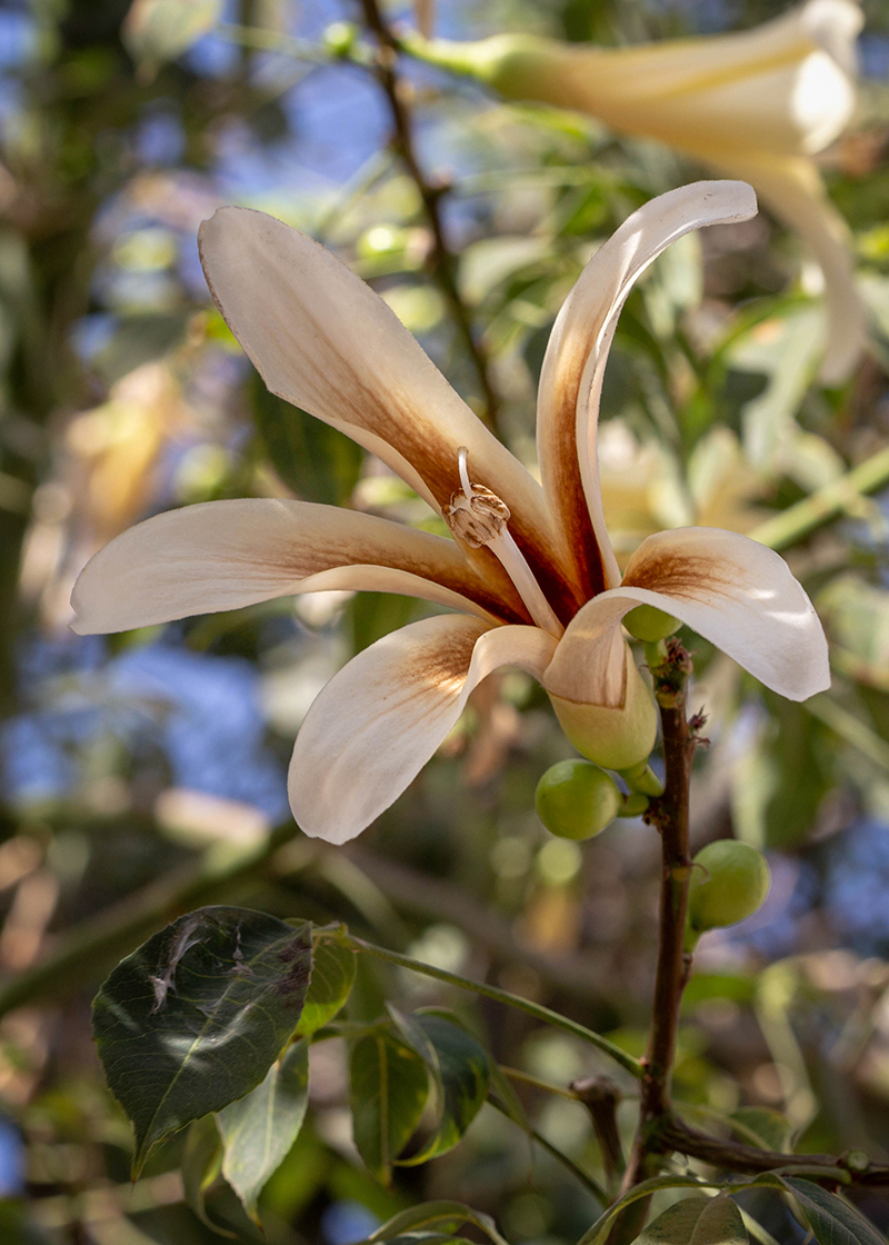 Image of Ceiba insignis specimen.