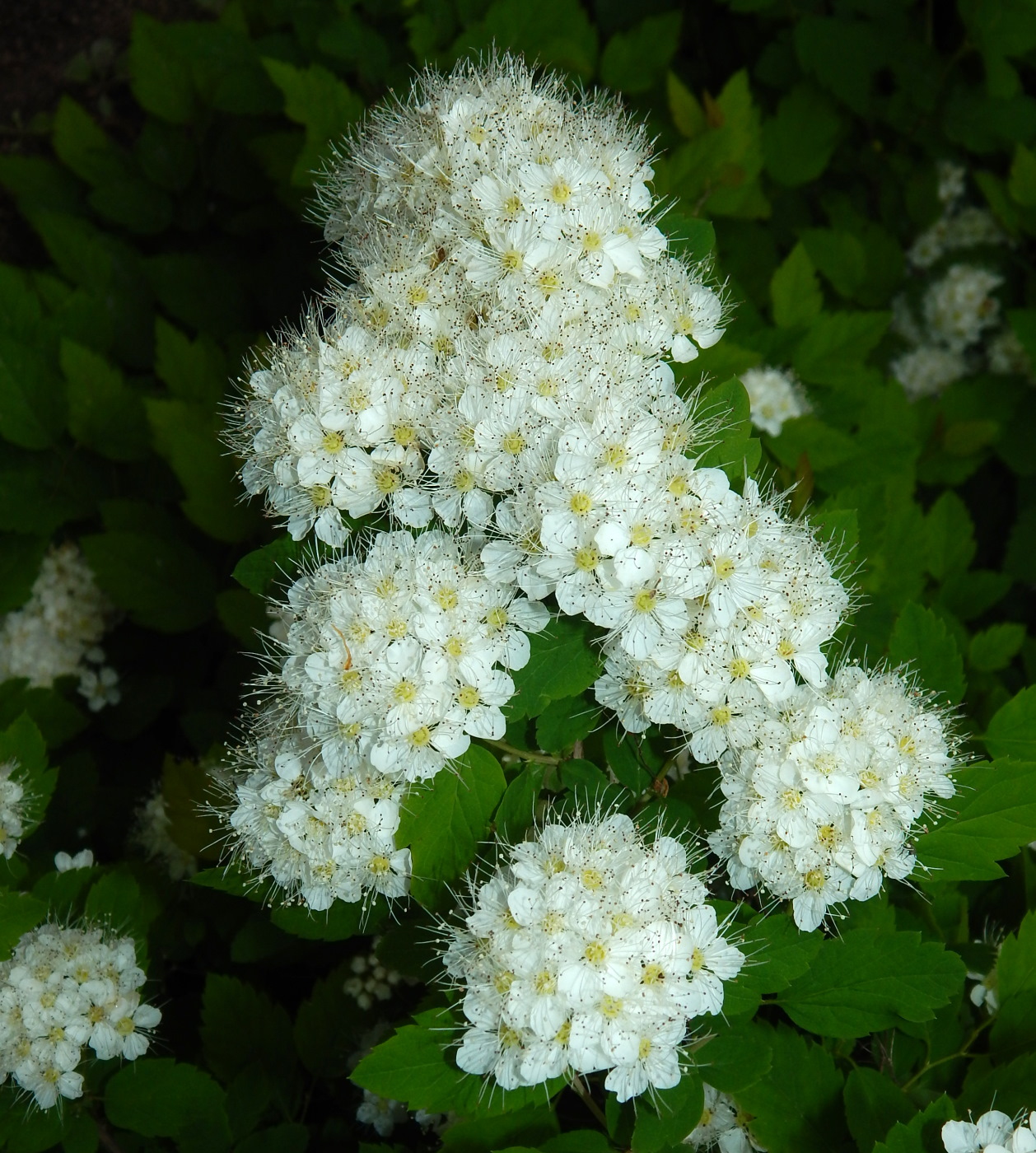 Image of genus Spiraea specimen.