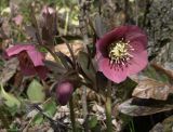 Helleborus abchasicus