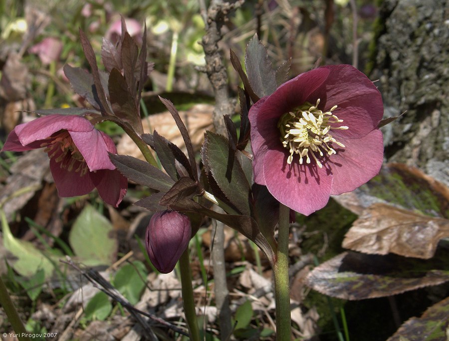 Image of Helleborus abchasicus specimen.