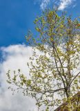 Platanus orientalis. Крона дерева с молодыми листьями и прошлогодними соплодиями. Крым, Ленинский р-н, с. Новоотрадное, в культуре. 09.05.2022.