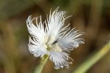 Dianthus tetralepis. Цветок с насекомым. Узбекистан, Самаркандская обл., Ургутский р-н, глинисто-щебнистая почва. 08.05.2022.