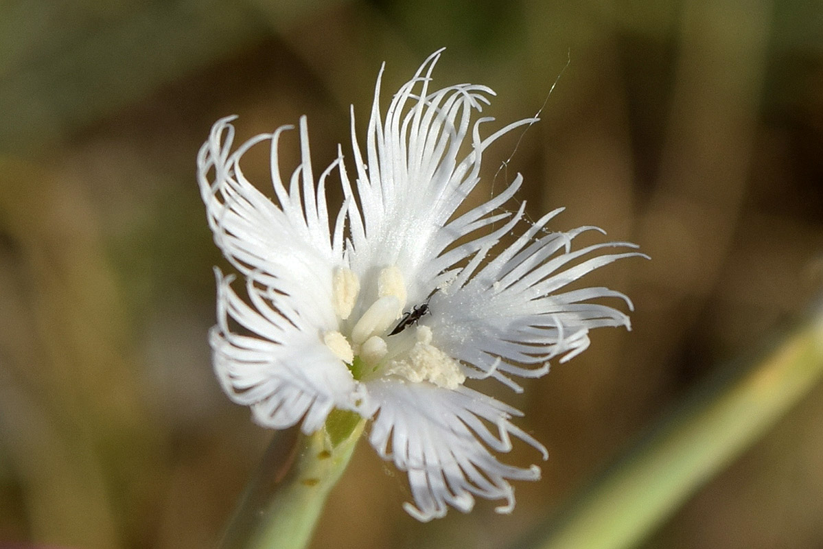 Изображение особи Dianthus tetralepis.