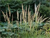 Calamagrostis epigeios