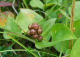 Maianthemum dilatatum. Верхушка растения с незрелыми плодами. Камчатский край, Елизовский р-н, берег Авачинского залива, Халактырский пляж, шикшевник (заросли Empetrum). 29.08.2022.