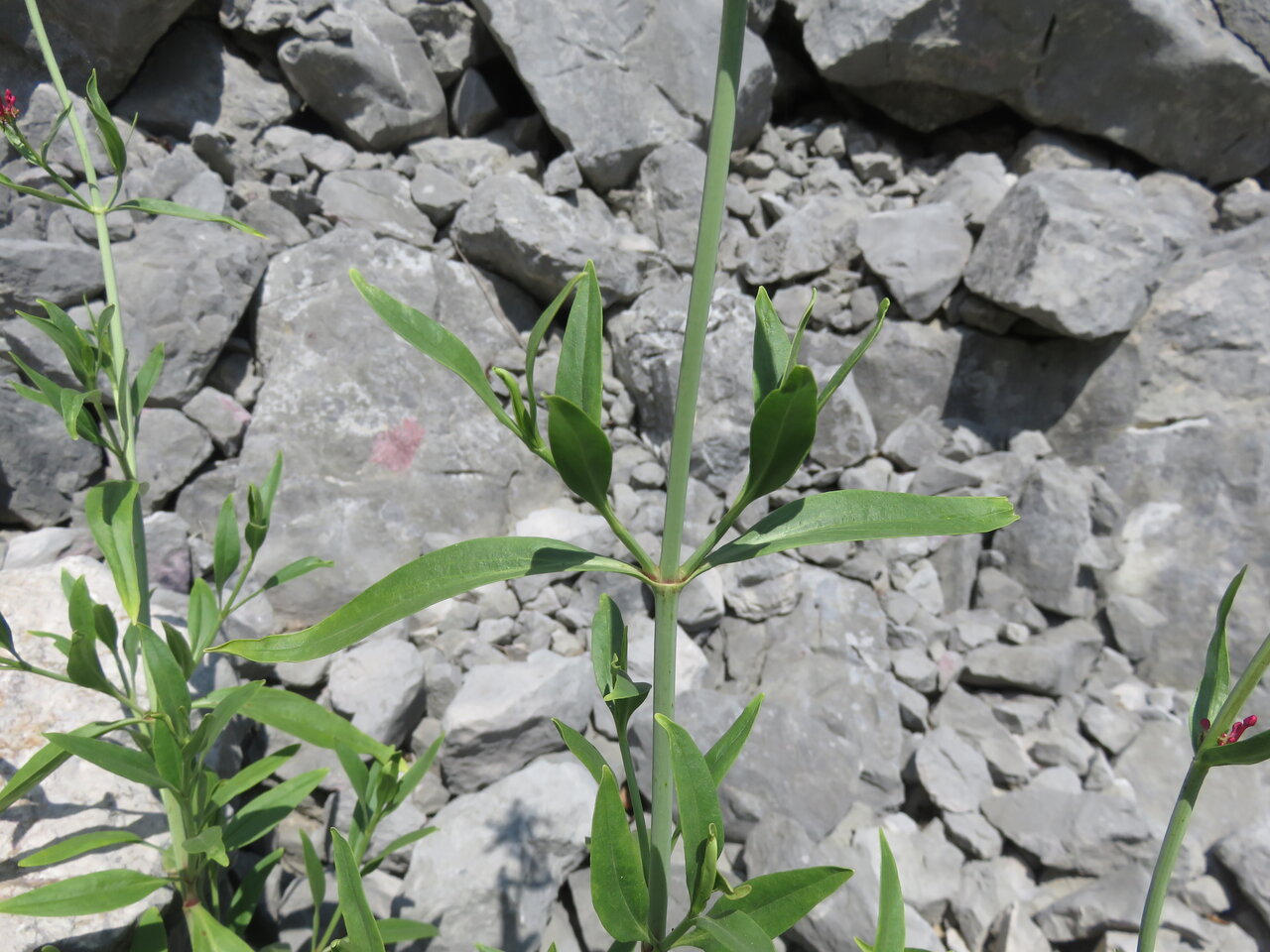 Image of Centranthus longiflorus ssp. kellereri specimen.