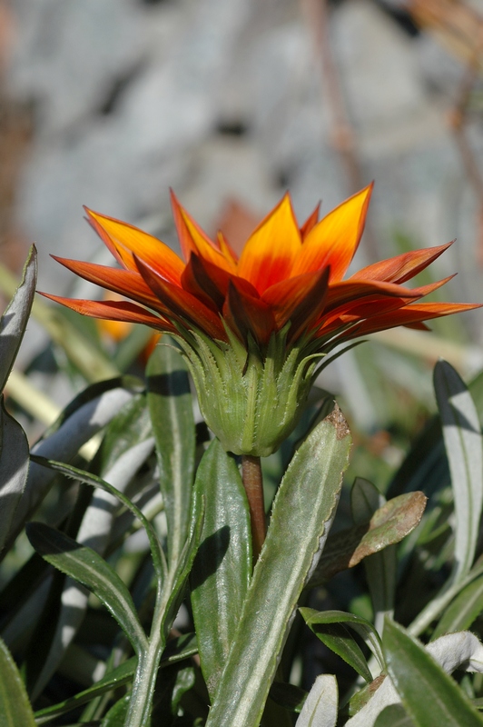 Image of Gazania × hybrida specimen.