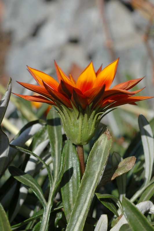 Image of Gazania &times; hybrida specimen.