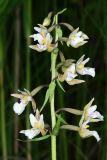 Epipactis palustris. Соцветие. Республика Башкортостан, Дуванский р-н, окр. с. Озеро, восточный участок Озерского болота. 21 июля 2022 г.