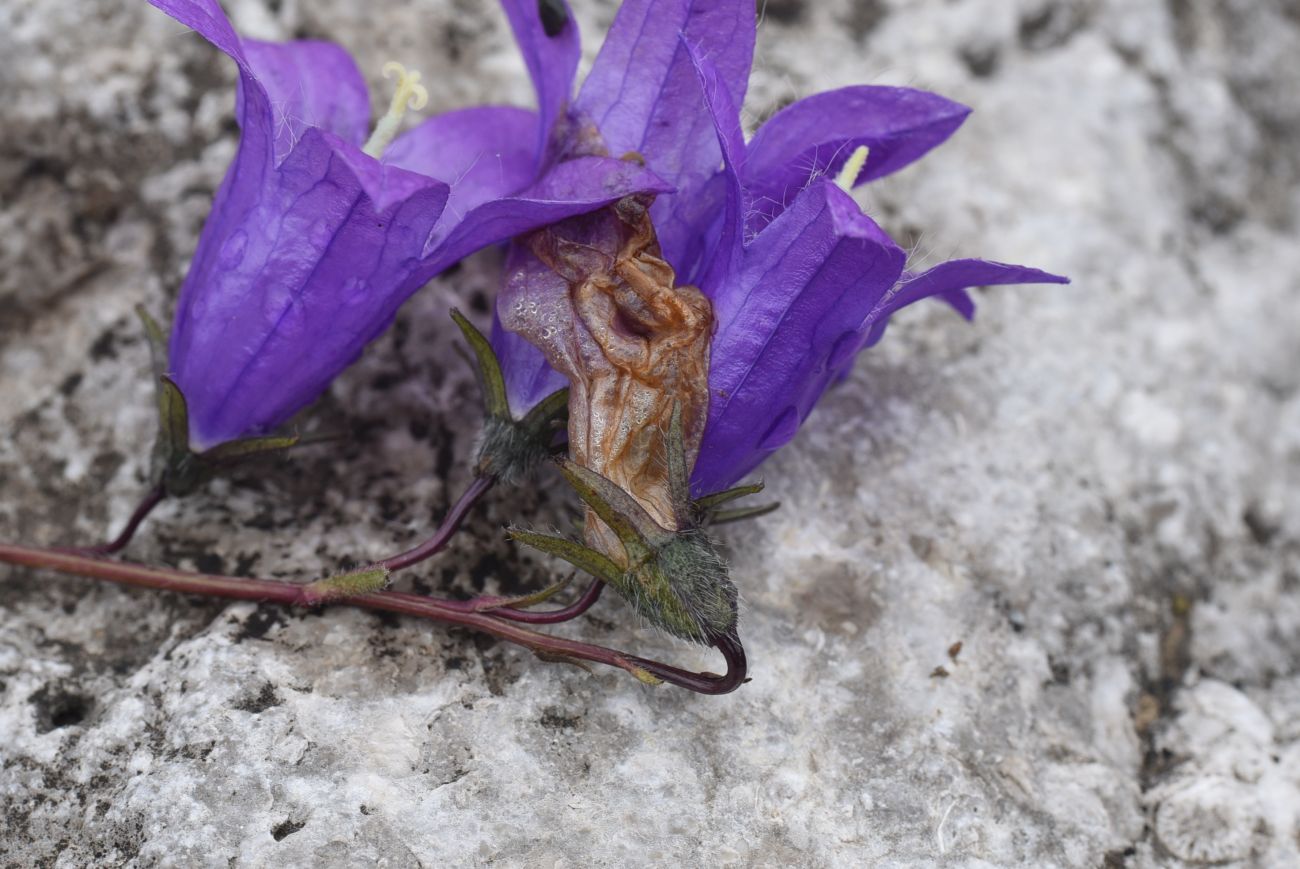 Изображение особи Campanula collina.