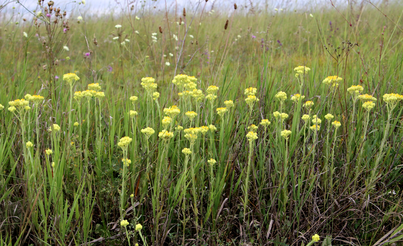 Image of Helichrysum arenarium specimen.