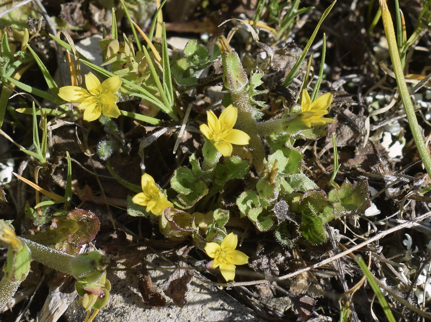 Image of Hyoseris scabra specimen.