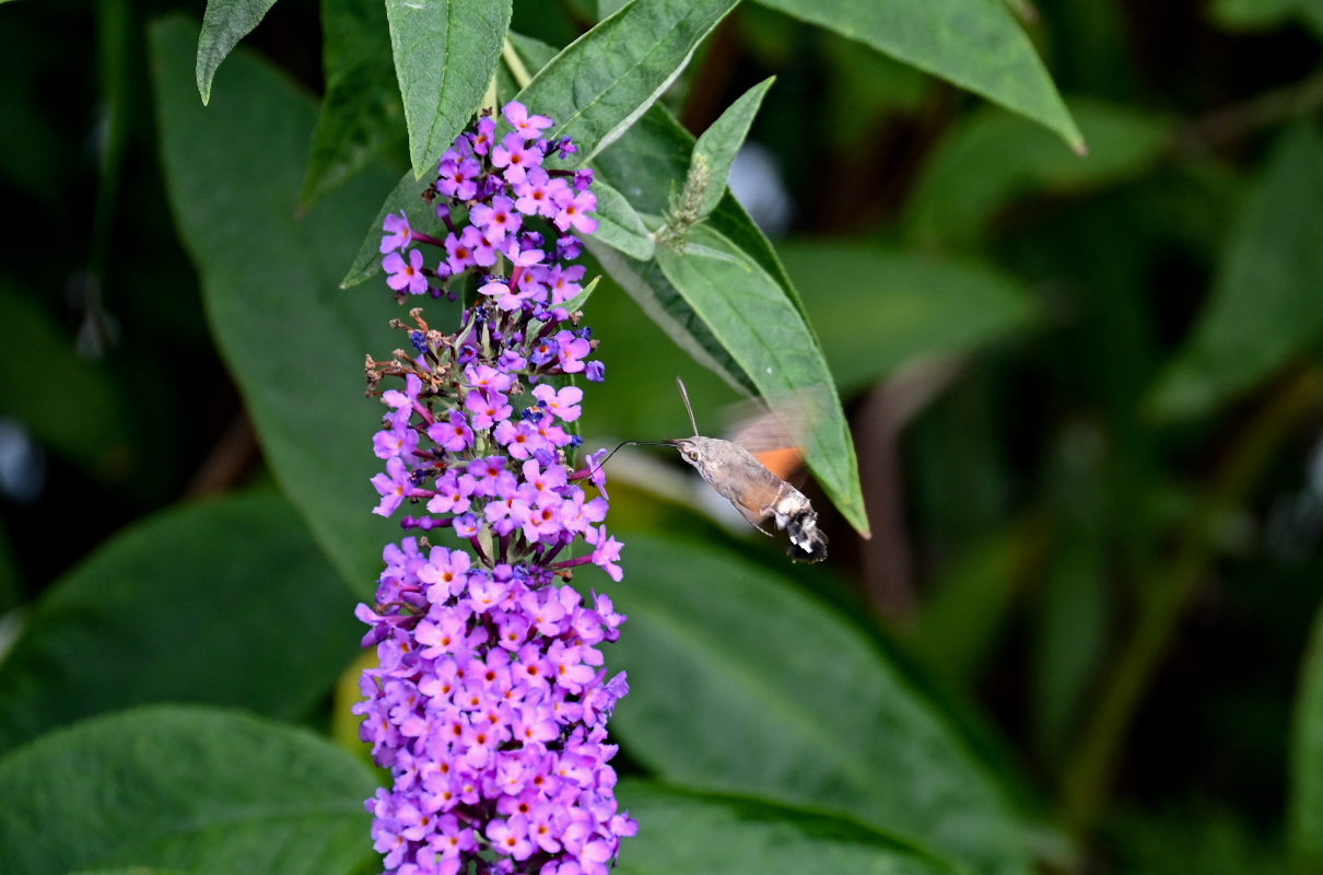 Изображение особи Buddleja davidii.