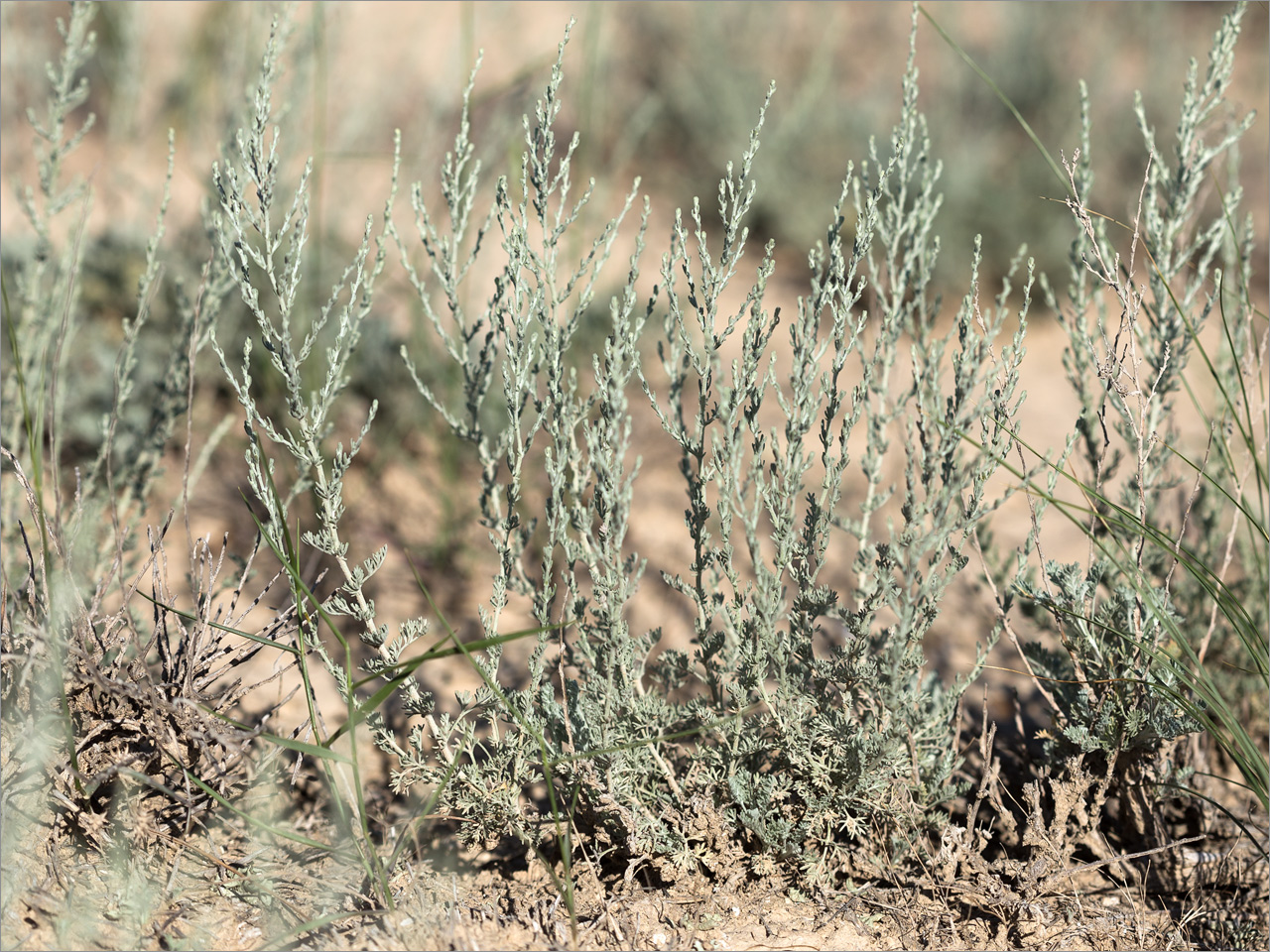 Изображение особи род Artemisia.