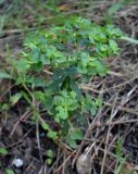 Euphorbia falcata. Цветущее и плодоносящее растение. Ростовская обл., Азовский р-н, окр. с. Кугей, во дворе под соснами. 08.07.2019.