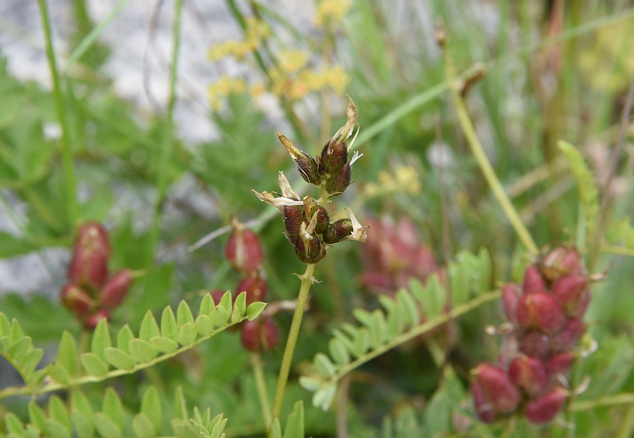 Изображение особи Astragalus cicer.