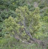 Juniperus communis