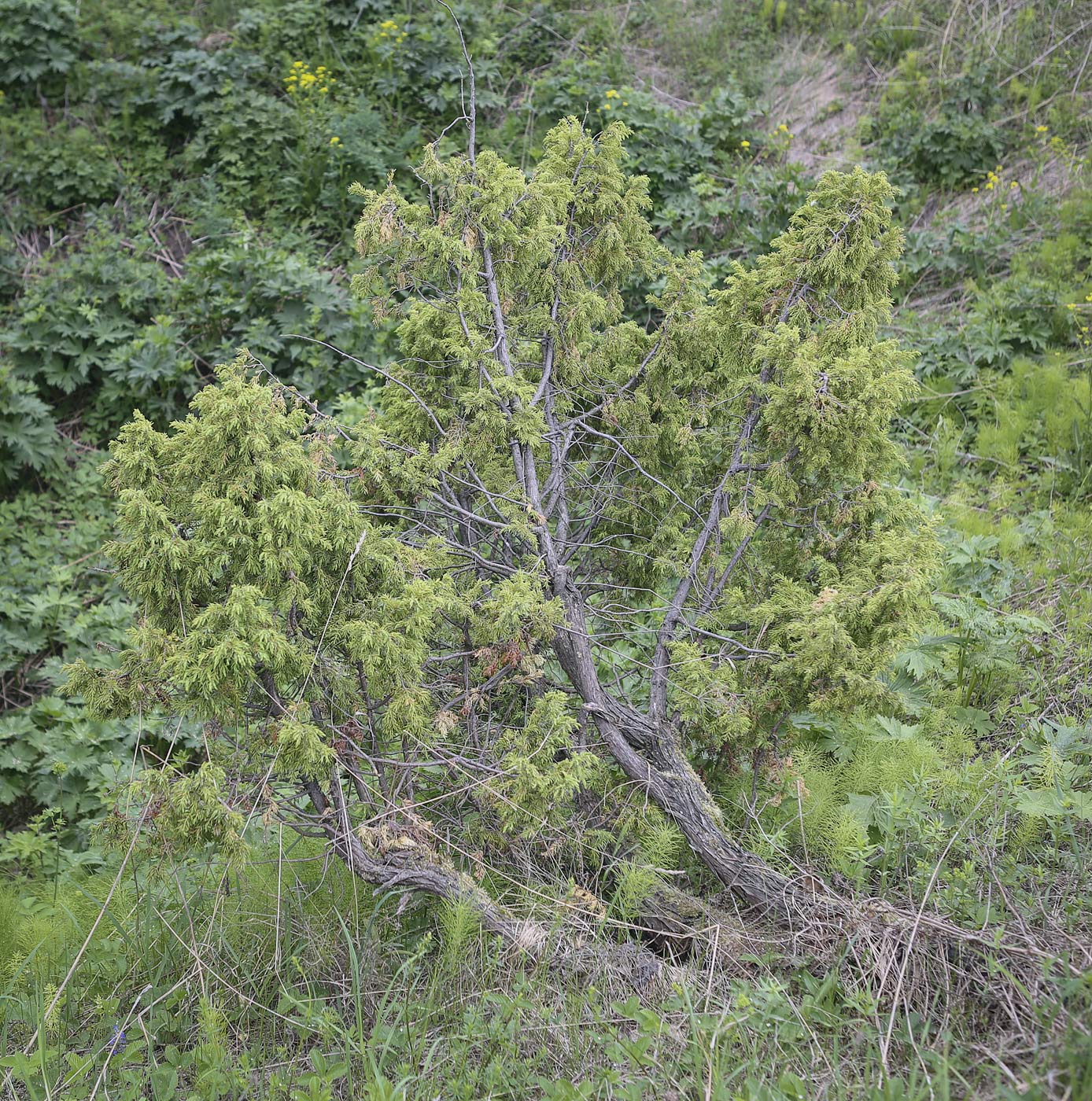 Изображение особи Juniperus communis.