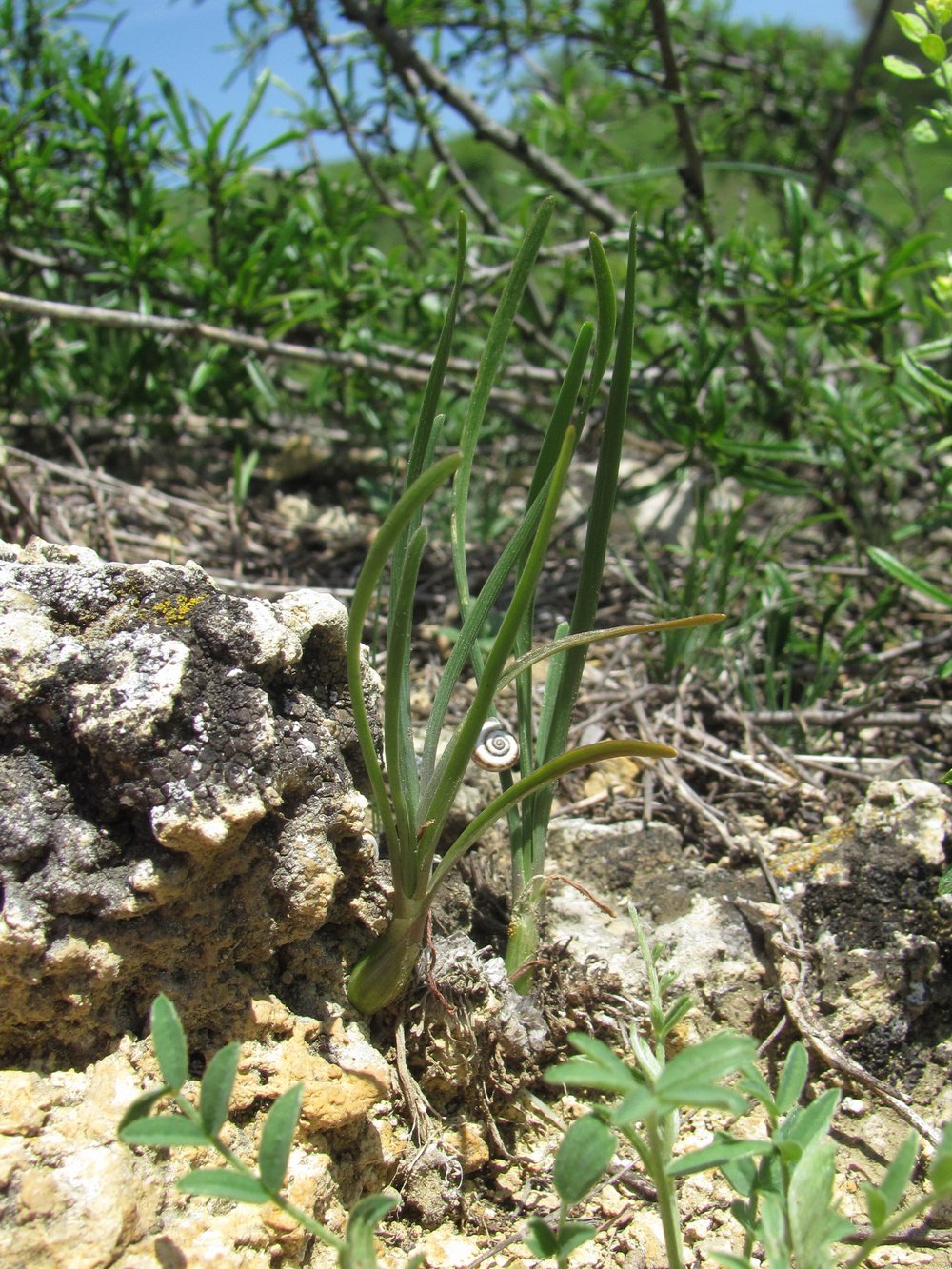 Image of genus Allium specimen.