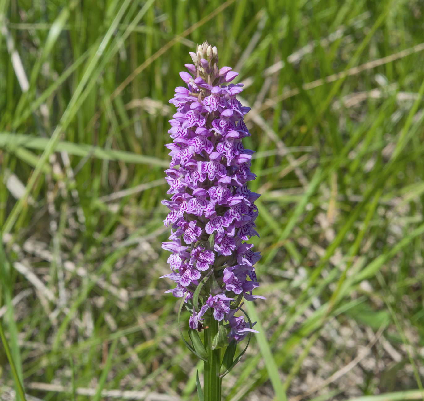 Image of Dactylorhiza baltica specimen.