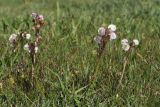 Pedicularis rhinanthoides