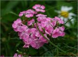 Dianthus barbatus