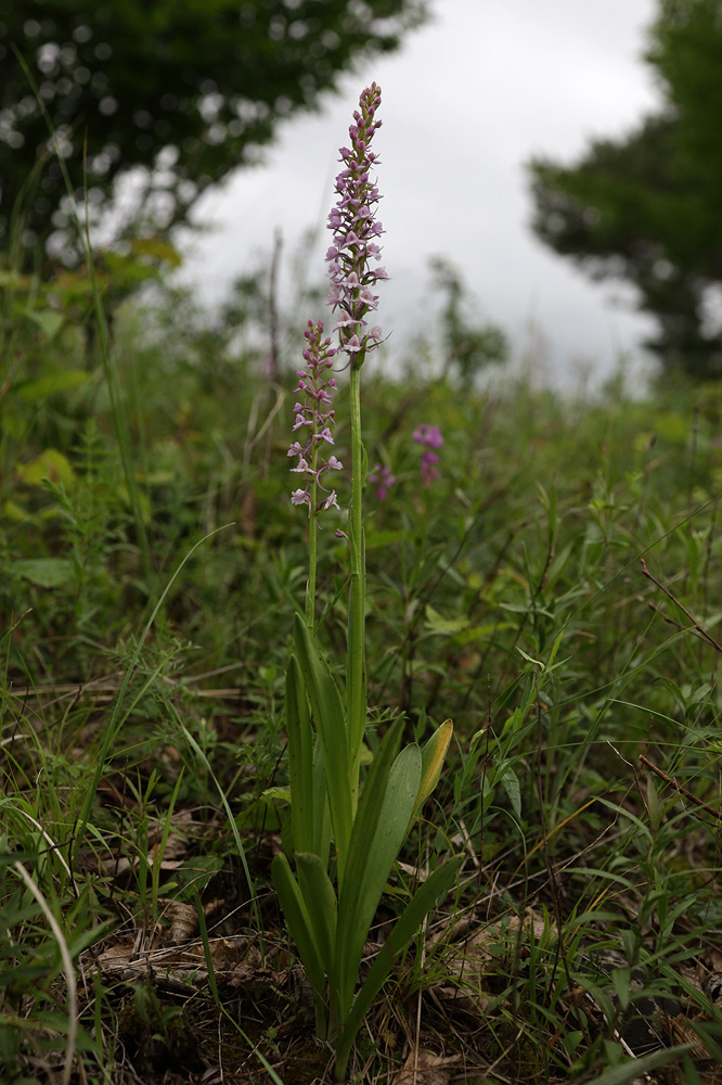 Изображение особи Gymnadenia conopsea.